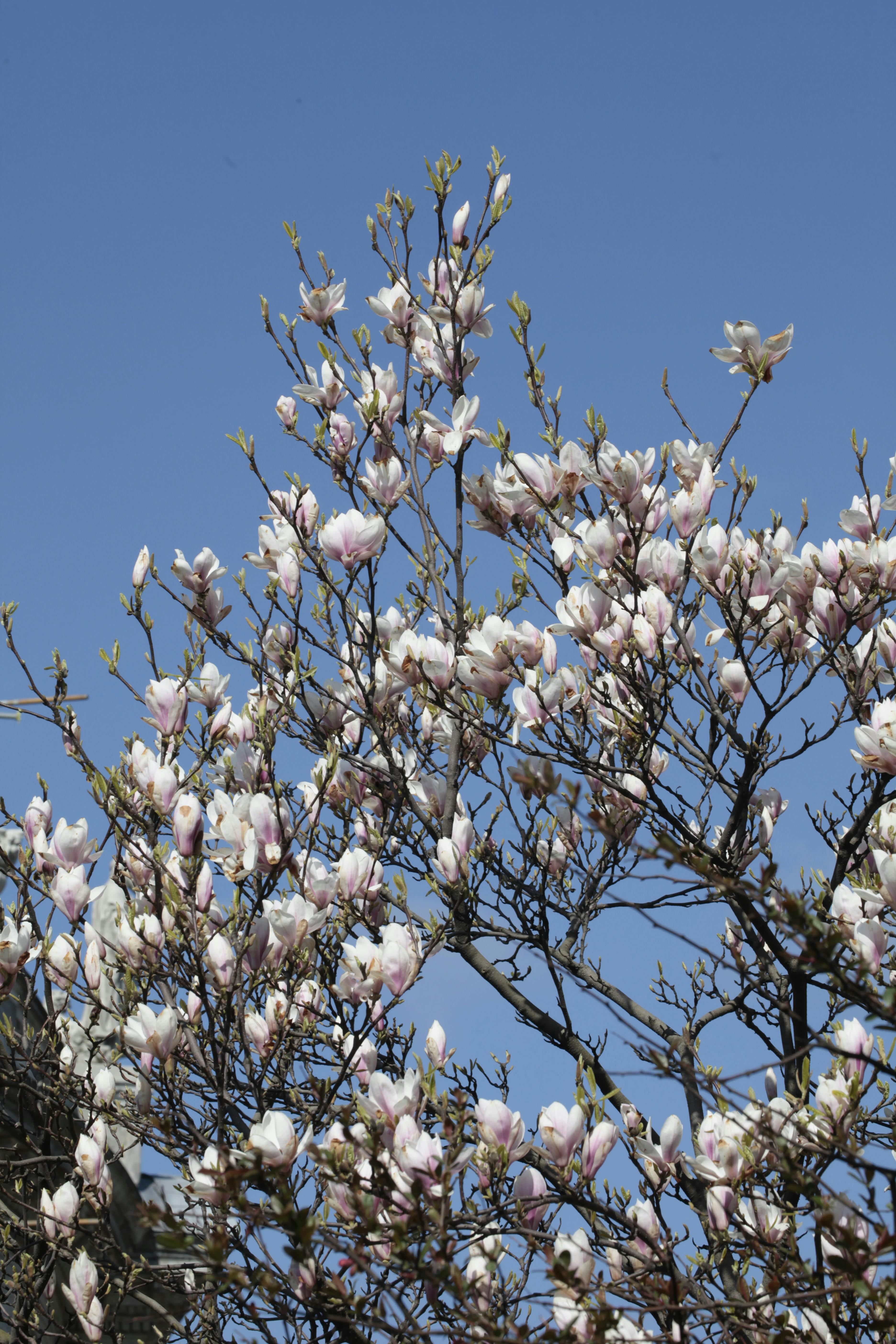 Magnolier