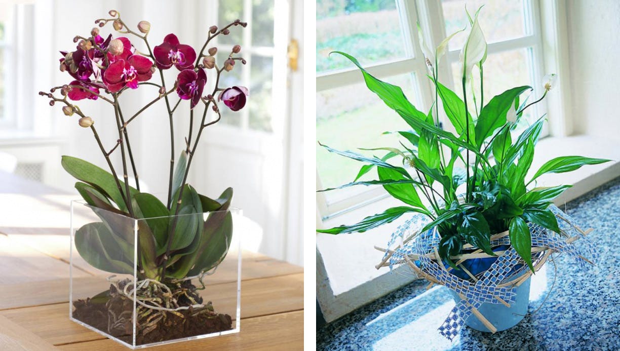 Pas på dine stueplanter i den mørke tid