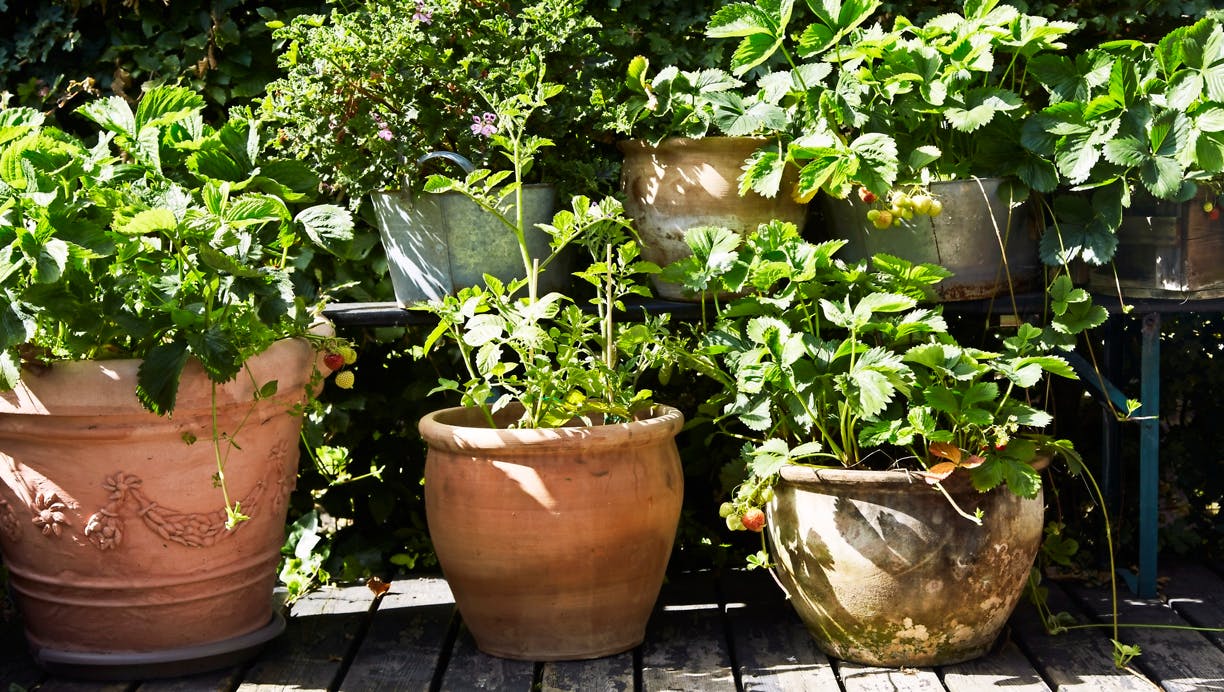 Vanding af planter - mens du er på ferie