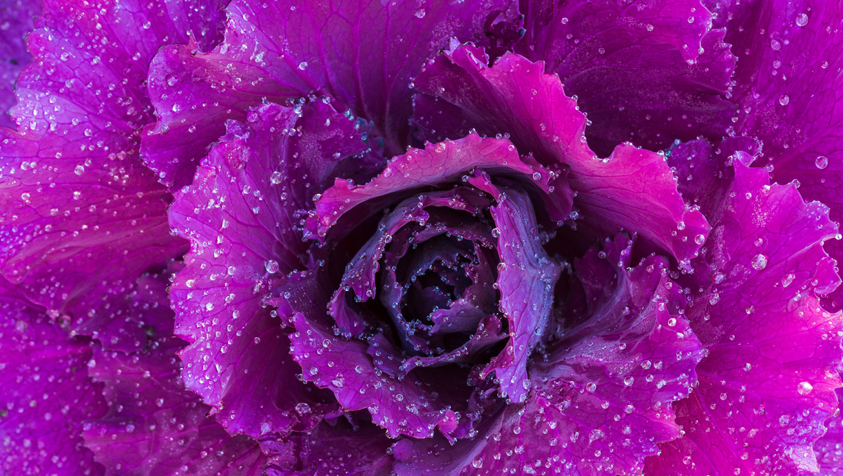 Vinterens sundeste grøntsager