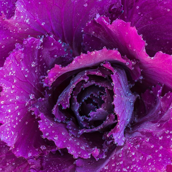 Vinterens sundeste grøntsager