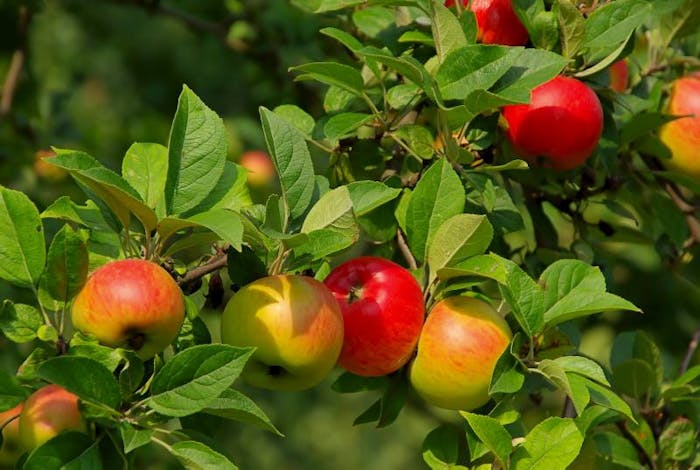 Sociologi mærke sidde Æblecidereddike - derfor er det så sundt! | SØNDAG