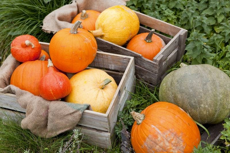 Sådan dyrker du græskar