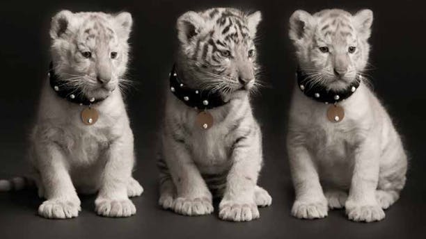 https://imgix.femina.dk/media/billeder/2012/september/tiger-prim.jpg