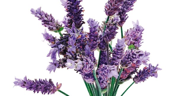 Lavendel