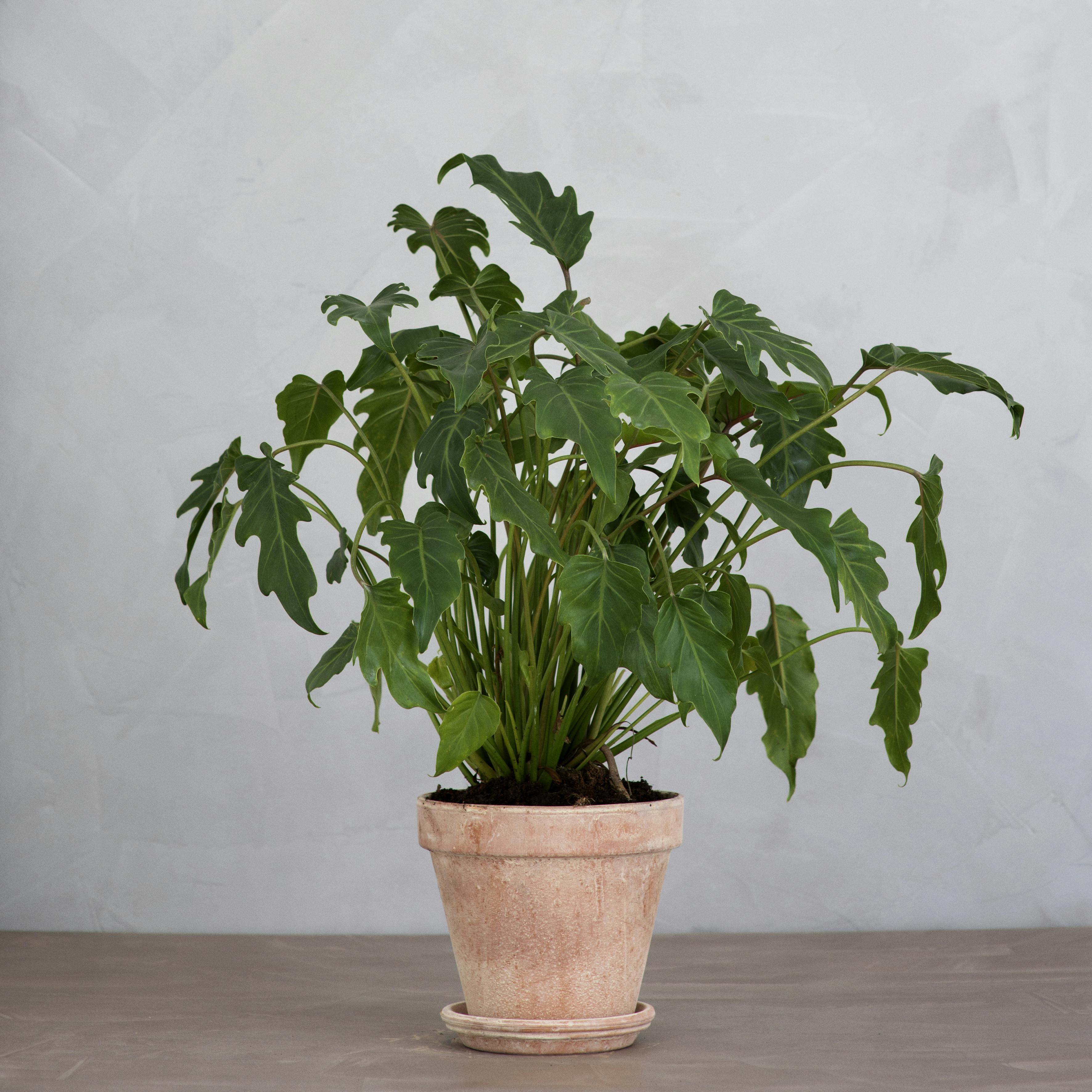 https://imgix.femina.dk/philodendron.jpg