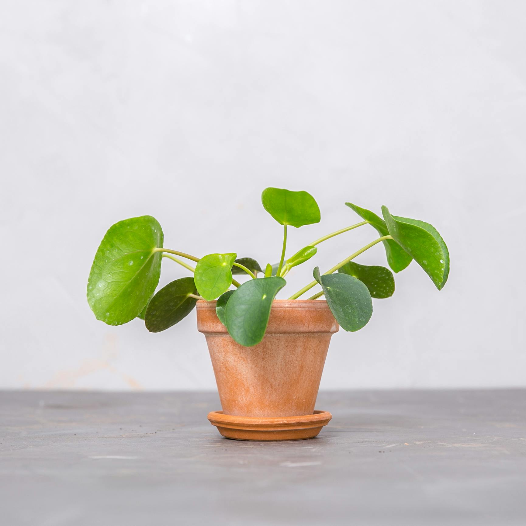 https://imgix.femina.dk/pilea.jpg