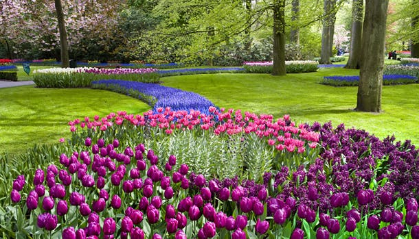 Rejs til Holland og se foråret springe ud i Keukenhof, der er verdens største blomsterpark