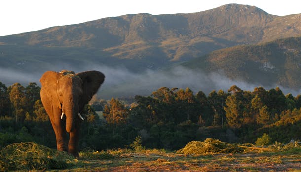 Sydafrika har en enestående natur og deres safari-parker har et rigt dyreliv