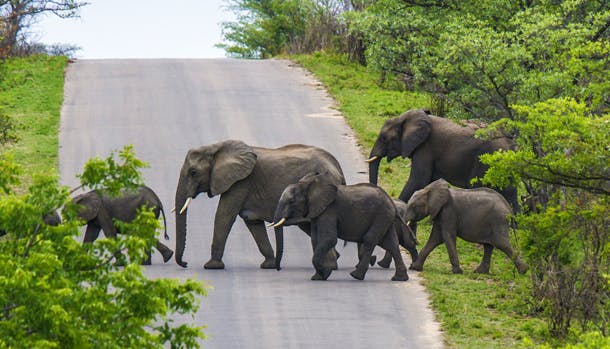 Oplev farverige storbyer og den smukkeste natur, når du rejser til Sydafrika