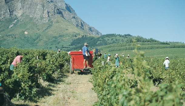 Sydafrikas nationaldrue er Pinotage, der kun dyrkes i Vestlige Cape.