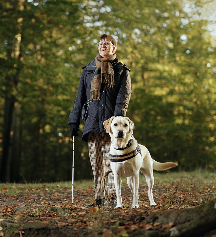 Førerhund labrador