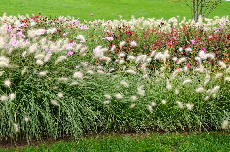 Harmoni i staudebedet