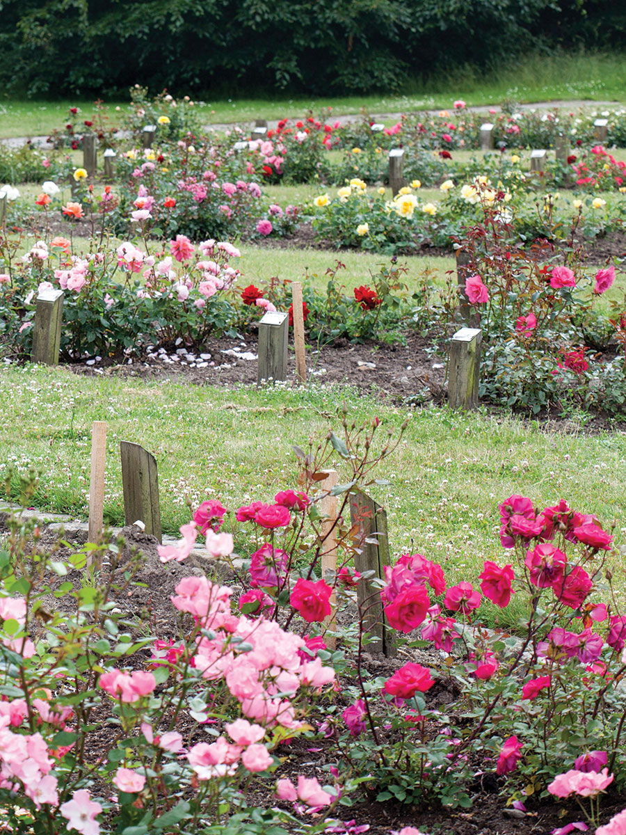 Bedene med Poulsen-roser