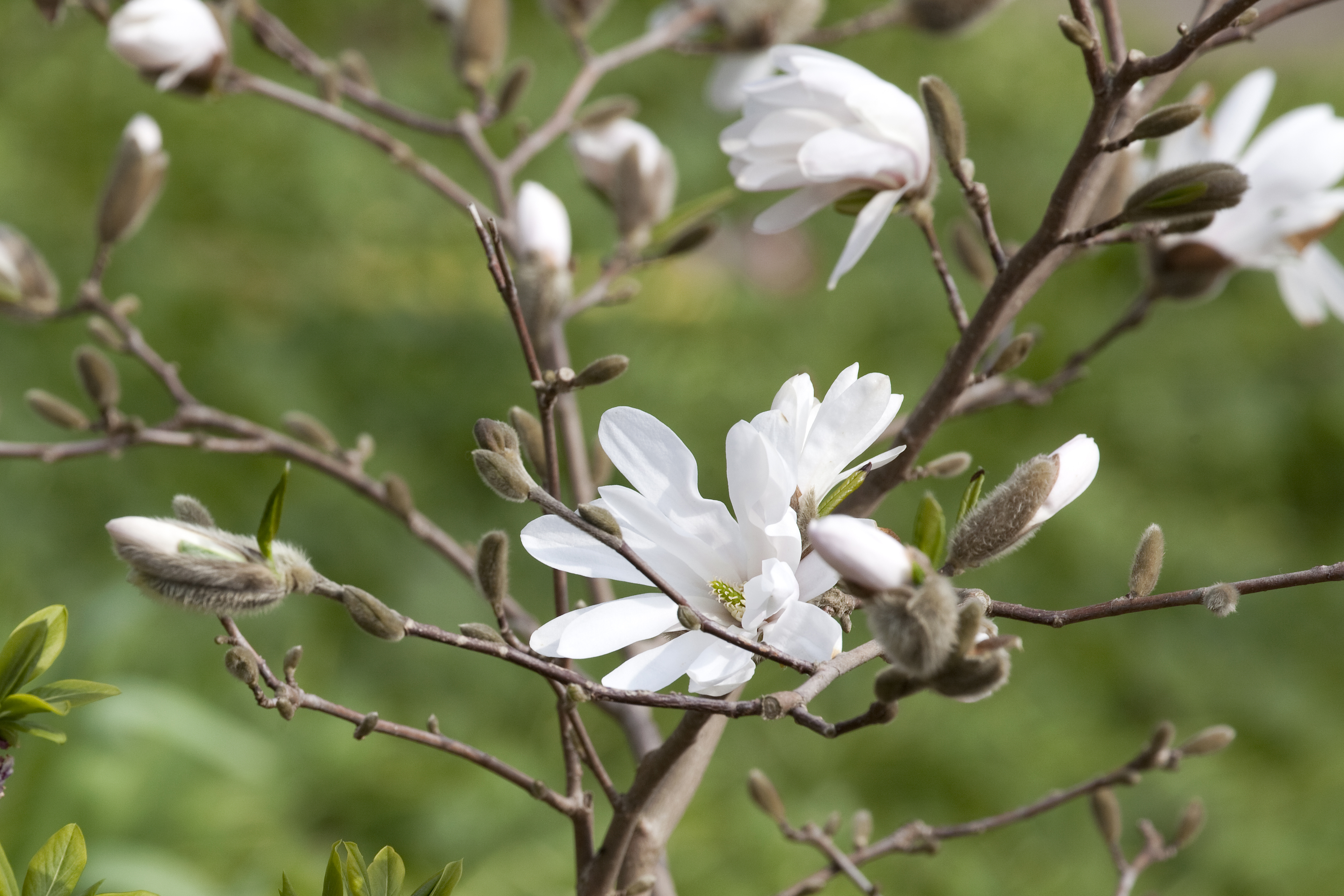 Mageløse magnolier - få inspiration til en af forårets favoritter | SØNDAG