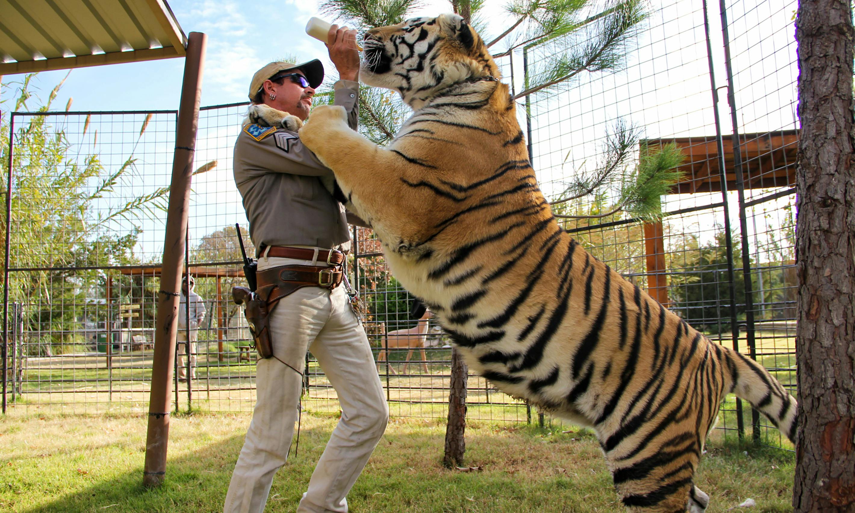 En af tigerne fra reservatet bliver madet