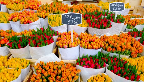 Du har gode muligheder for at købe afskårne tulipaner og blomsterløg, når du rejser til Holland i foråret